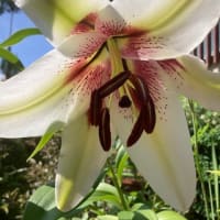 植木屋さんが剪定に