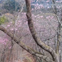 日光の花の咲き具合を偵察　　　鳴虫山　鉢石山観音寺から