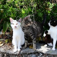 九州F島の猫たち　2025年4月　その12
