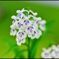 「初夏の山野草展」
