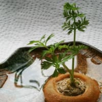 生ゴミのニンジン(🥕人参)を苗に、『マイクロ盆栽』を楽しんで!? ますｗ ── 第２回