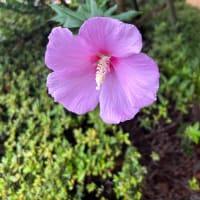 鮮やかな薄紫の花