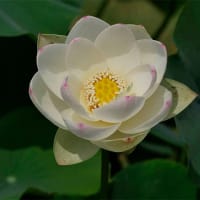 22日、「どじ小舎」の更新連絡と掲載漏れから＆癌治療