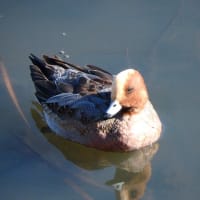 今日の顔（野鳥、ヒドリガモ）