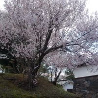 春爛漫