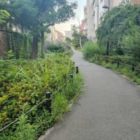 夕方のお花摘み
