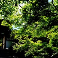緑に包まれた古刹-奈良県天理市：長岳寺