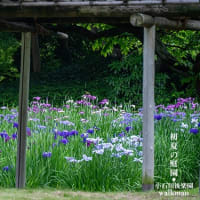 花しょうぶ、涼景。