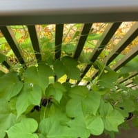 新緑の季節