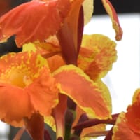 秘密の花園の花たち