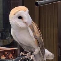 人生最後のフクロウ