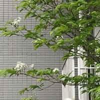 大相撲八王子巡業を見に行った今年のお誕生日
