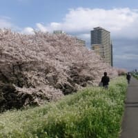 多摩川サイクリングロードは満開の桜だらけ