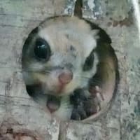 モモちゃん母さん、お子さん何人？（北海道沙流郡日高町　山日高）