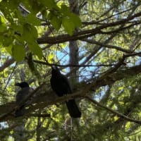 鳥、鳩との空中戦