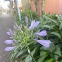 『久我山歳時記』（66）〜夏至はこんなに暑かったかな？