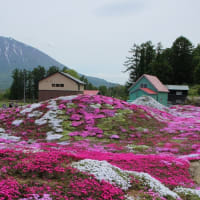 絶景　三島さんの芝桜