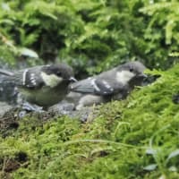 7月初旬の箕面のお山にて