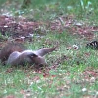朝の不可解行動 エゾリス