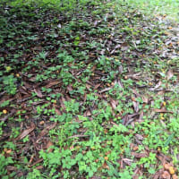 わが家の果樹園、ビワを収穫しました。