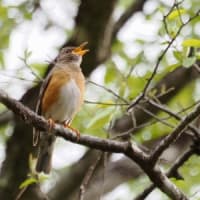 クロツグミかと思ったら橙鶫