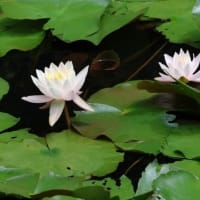 梅雨の睡蓮