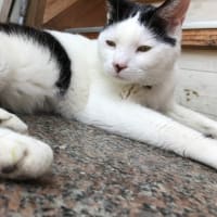 明日は早起きまめの市