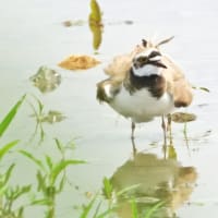 コチドリの水浴び　諏訪湖にて