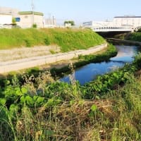平岡公園から石津川沿い