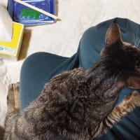 天国に旅立った愛猫