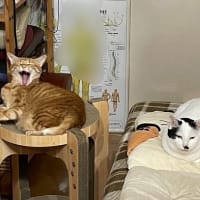 まだ梅雨明け・・してないよね？
