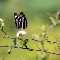 川島町「平成の森公園」花と虫散歩　前編