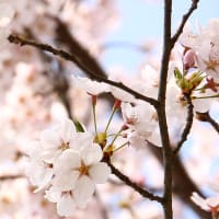七北田公園の桜。デジカメ講座で撮ってきたよ。