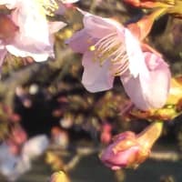 春はそこまで、桜と富士と、インコ！？