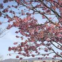 ぶらぶらフォト　鶴見緑地　ヨウコウ桜と風車前大花壇など