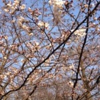 桜は、まだ１分咲き
