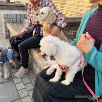桜🌸だけじゃない　椿咲き　カワセミ佇む緑地