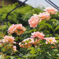 花久の里 🌸 風鈴＆花　