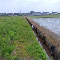 家庭菜園。２０２５ー１０