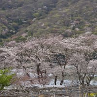 さくら　満開
