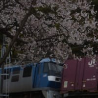 山陽本線115系N編成　桜の花越しに　2024-04-04