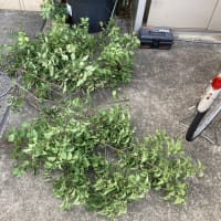 梅の木の剪定