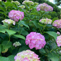 あどけないはなし