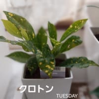 ダイソーの観葉植物１００円　クロトンを育てる