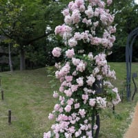 靭の薔薇－続き