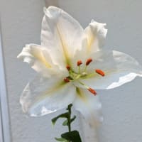 カサブランカ咲きました✨