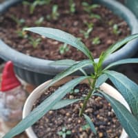 水無月十九日。ルエリアパープルシャワー葉芽の植え替え