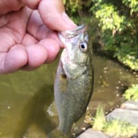 釣れた感 満載