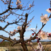 カタクリが咲きました