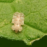 早朝の散歩　佐保川土手の虫と植物２